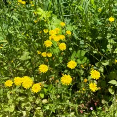 Smooth hawksbeard thumbnail 4