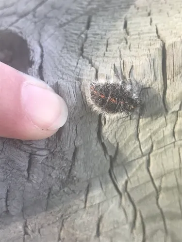 Twilight Moth