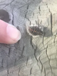 Twilight Moth thumbnail 1