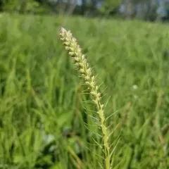 prairie blazing star thumbnail 3