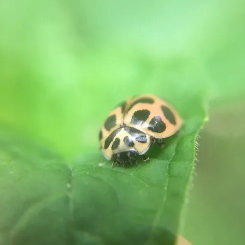 V-marked Lady Beetle