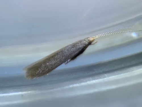 Apple-and-Plum Casebearer Moth