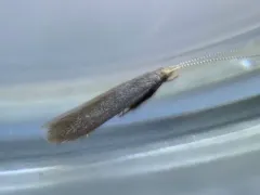 Apple-and-Plum Casebearer Moth thumbnail 1
