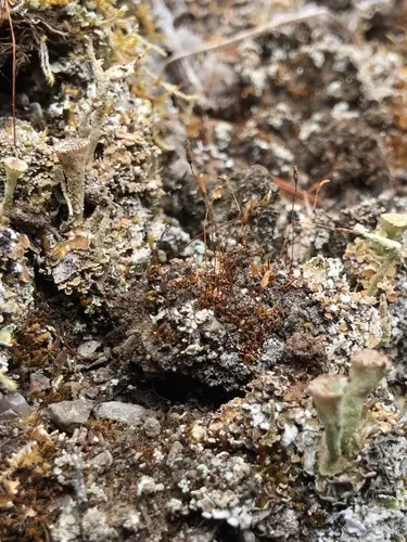 Short-beaked Screw Moss