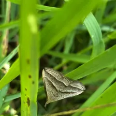 Slant-lined Owlet thumbnail 4