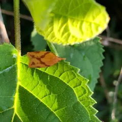 One-lined Sparganothis Moth thumbnail 1