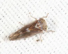 Populicerus venosus thumbnail 2