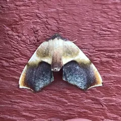 Purple Plagodis Moth thumbnail 4
