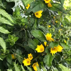 Dotted Loosestrife thumbnail 2