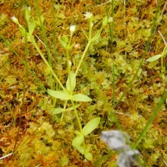 Boreal starwort thumbnail 3