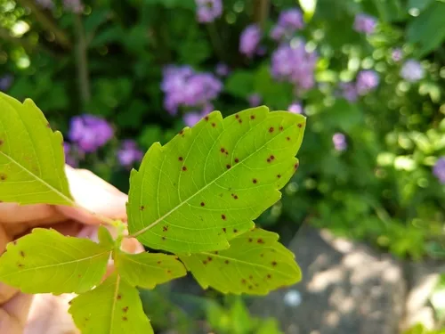 Mycosphaerella impatientis