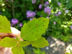 Mycosphaerella impatientis thumbnail 1