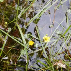 Small Yellow Water-crowfoot thumbnail 3
