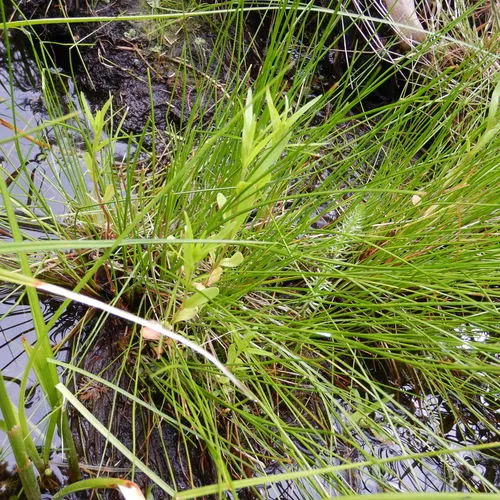 marsh willowherb