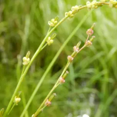 marsh arrowgrass thumbnail 2