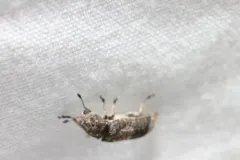 Japanese Fungus Weevil thumbnail 2