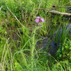 Marsh Thistle thumbnail 2