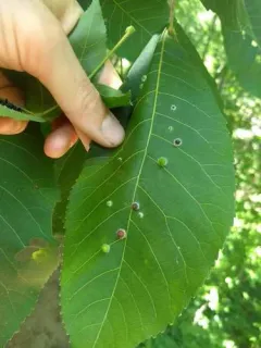 Hickory Fuzzy Ginger Jar Gall Midge thumbnail 4