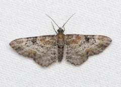 Eupithecia johnstoni thumbnail 3