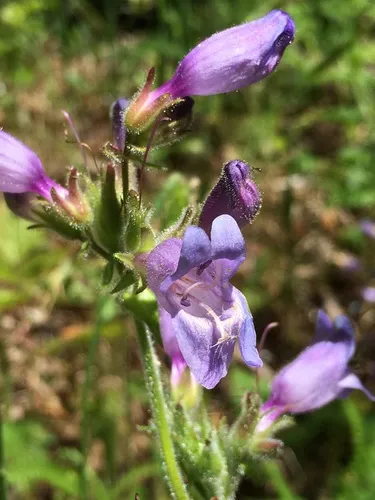 Siskiyou Beardtongue