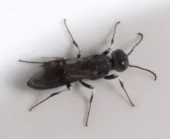Orussus minutus thumbnail 2