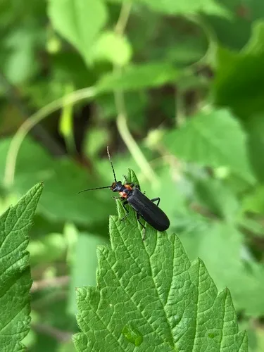 Podabrus planulus