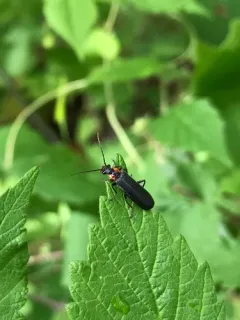 Podabrus planulus thumbnail 1
