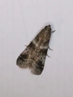 Acrobasis amplexella thumbnail 2