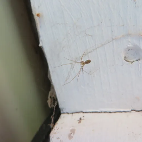 Opilion-like Cellar Spider