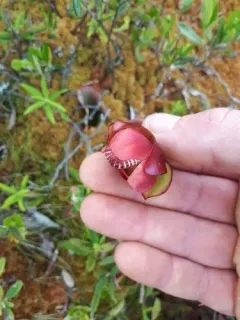 Epauletted Pitcher Plant Moth thumbnail 2
