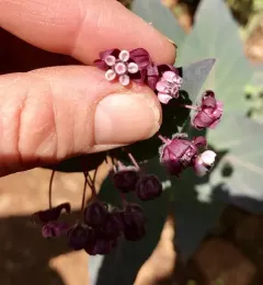 heart-leaf milkweed thumbnail 4