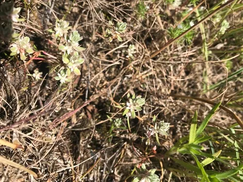 Milkwort Knotweed