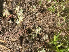 Milkwort Knotweed thumbnail 1