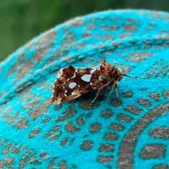 Silver-spotted Fern Moth thumbnail 4