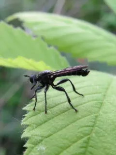 Dagger Laphria thumbnail 2