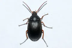 Pseudocistela brevis thumbnail 2