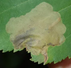 Early Birch Leaf Edgeminer thumbnail 2