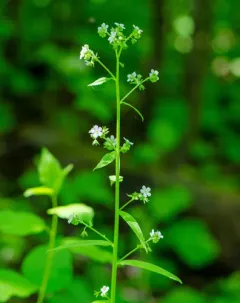 many-flowered stickseed thumbnail 1