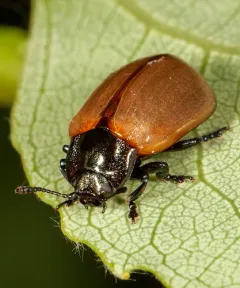 Aspen Leaf Beetle thumbnail 4