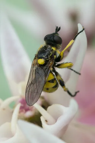 Dalmannia pacifica
