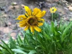 California Dwarf Sunflower thumbnail 2
