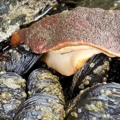 Gumboot Chiton thumbnail 4