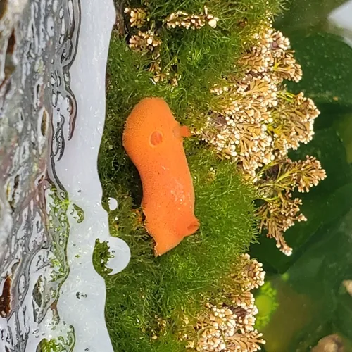 Red Sponge Dorid