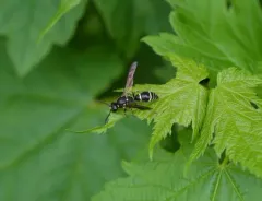 White-bordered Potter Wasp thumbnail 2