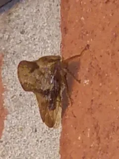 Telamona maculata thumbnail 2