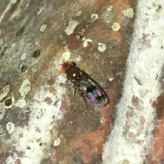 Chymomyza amoena thumbnail 3