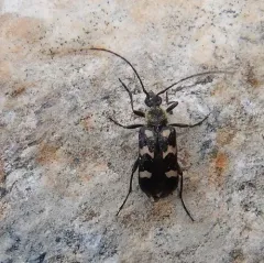 Black-banded Long-horned Beetle thumbnail 2