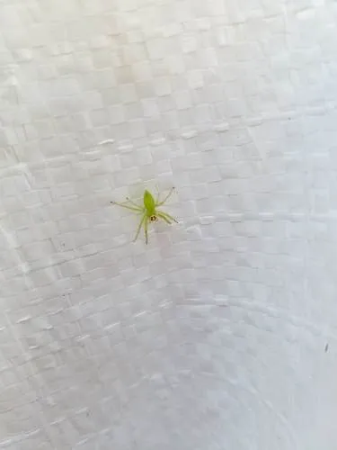 Magnolia Green Jumping Spider