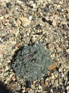 lilliput lupine thumbnail 4