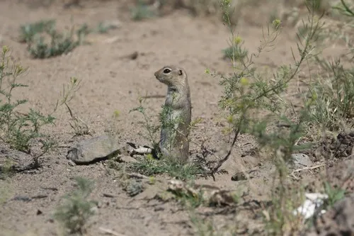 Merriam's Ground Squirrel